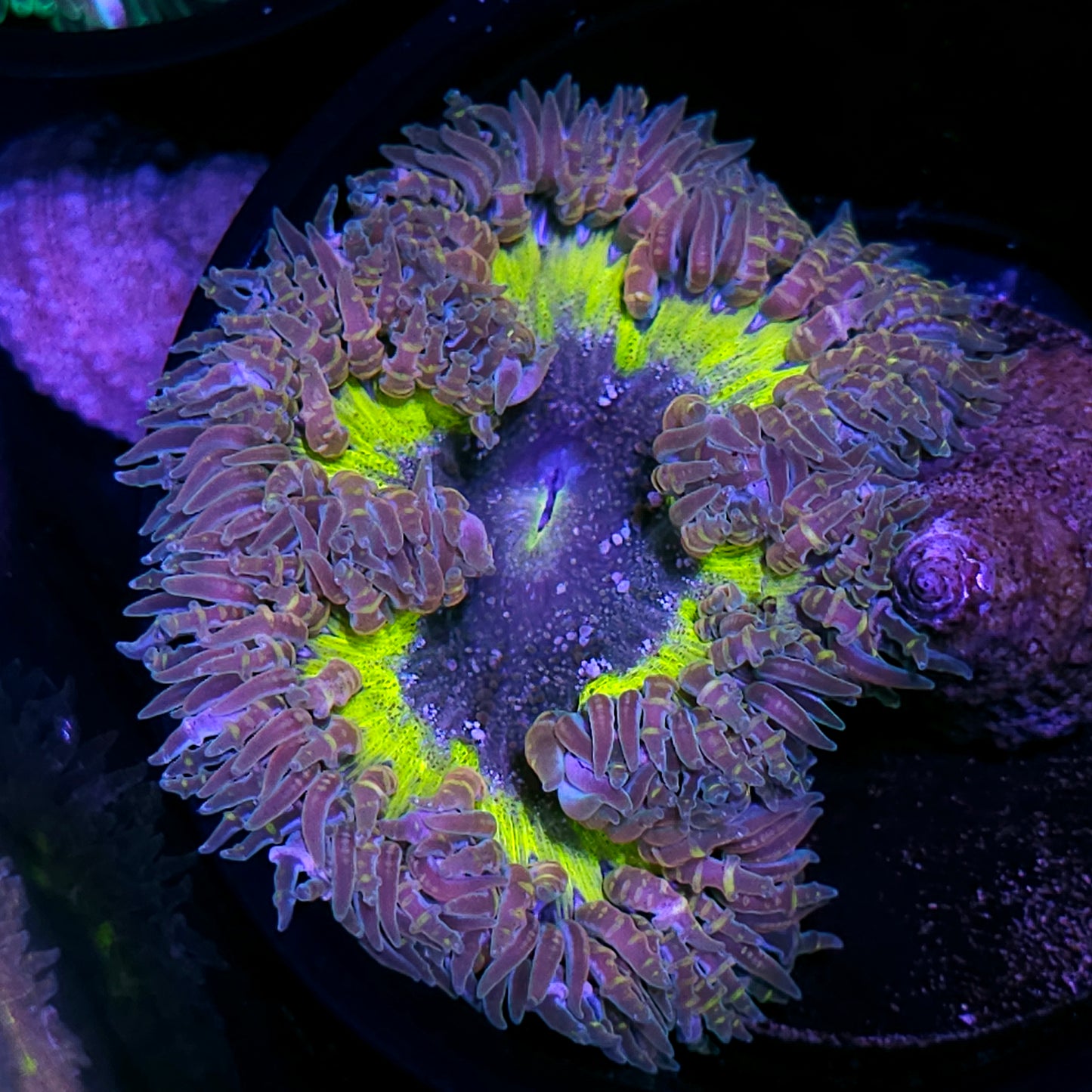 Black Hole Flower Anemone