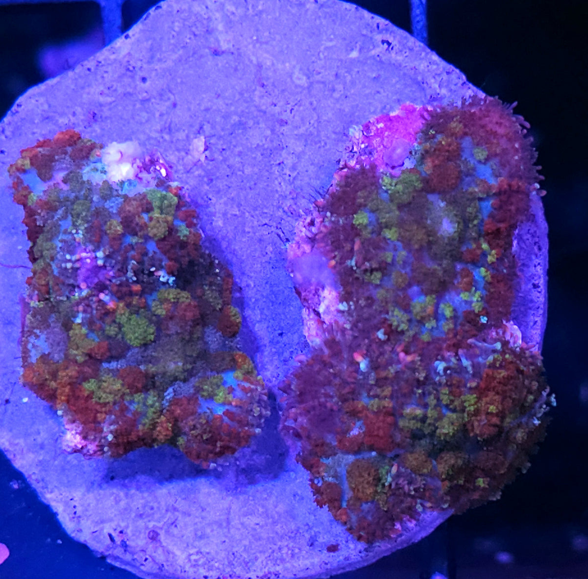 🤯🚨Confetti Pom Pom Mushroom Colony RARE🚨🤯