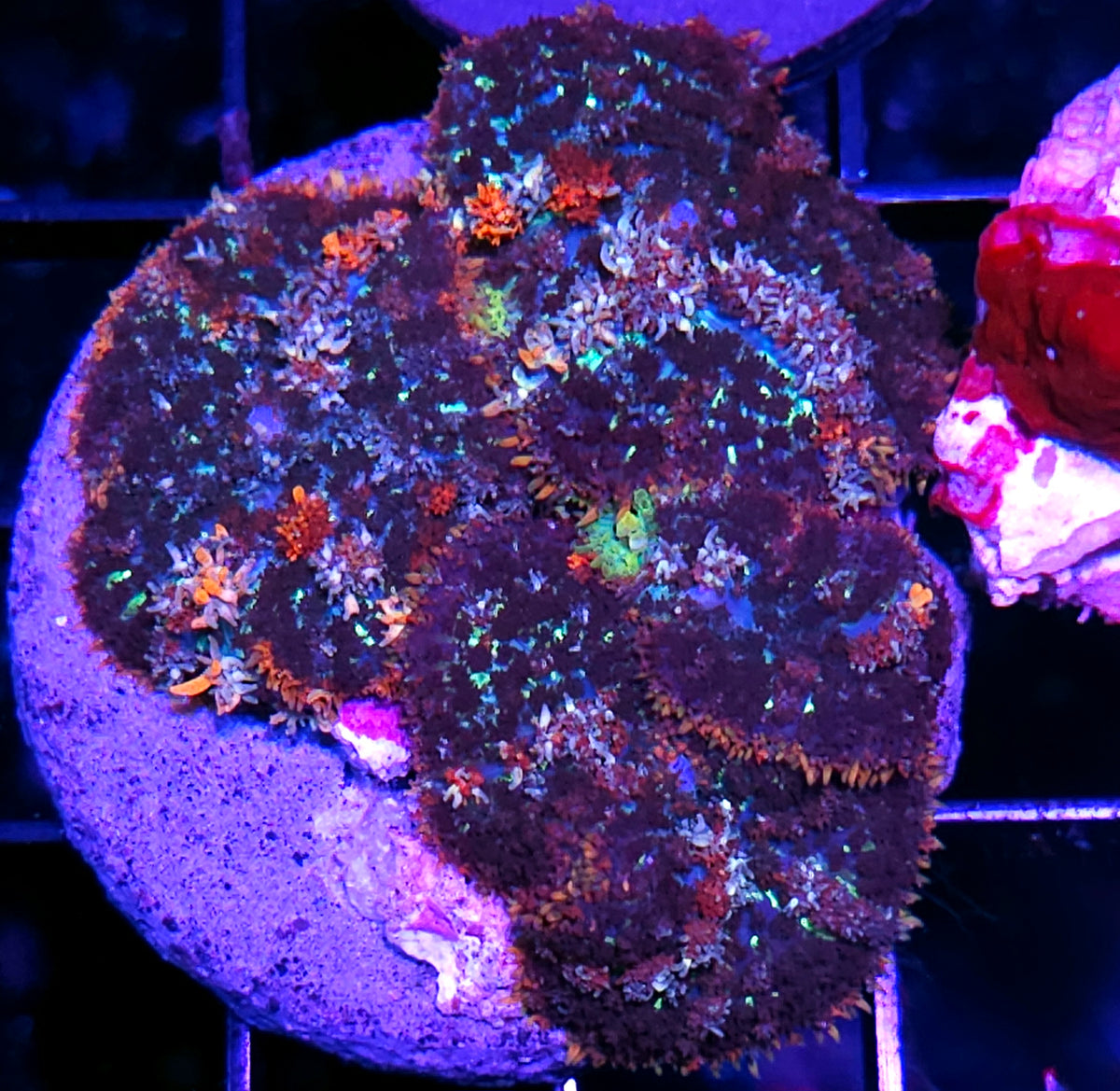 HOLY SHIT GAMBINO BOUNCE MUSHROOM COLONY 🤯