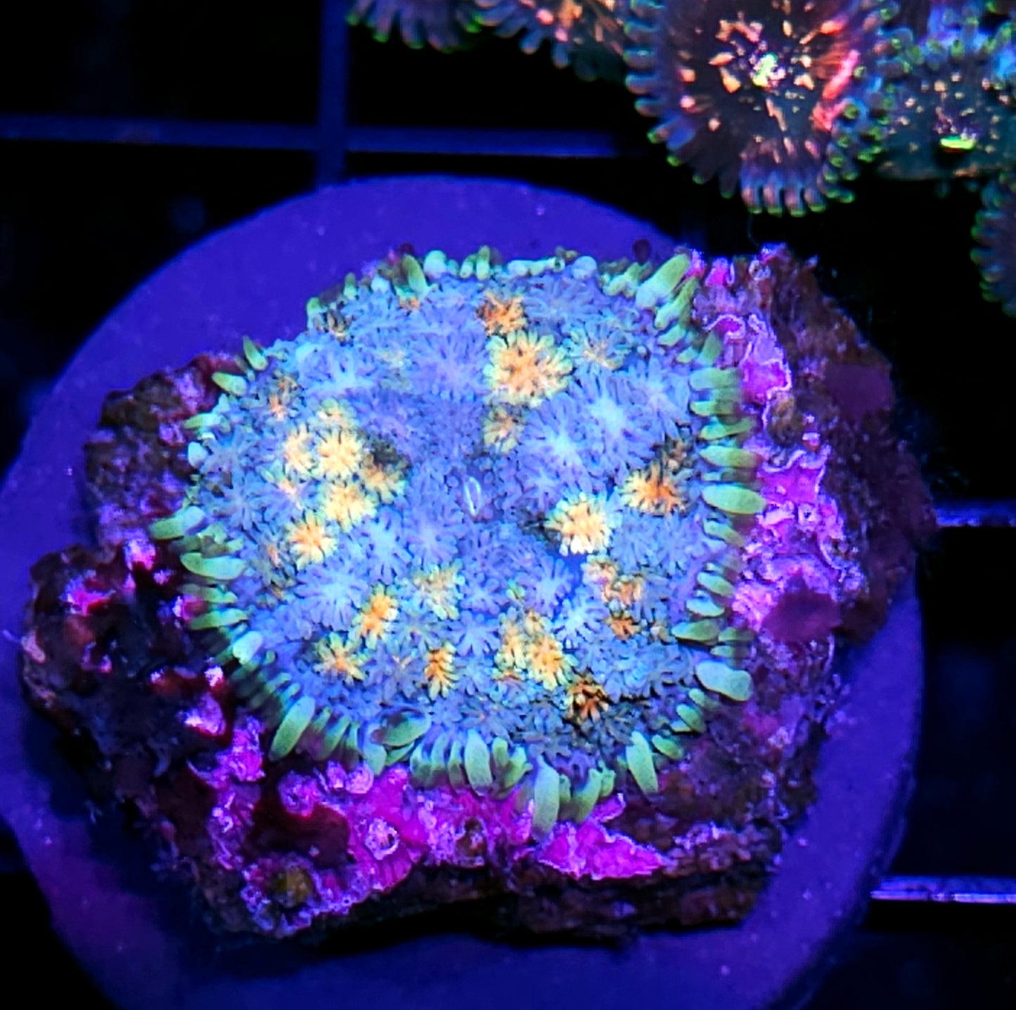 HF Fireworks Pom Pom Mushroom RARE