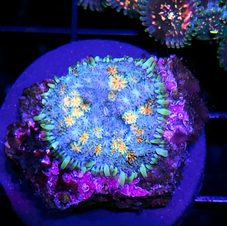 HF Fireworks Pom Pom Mushroom RARE