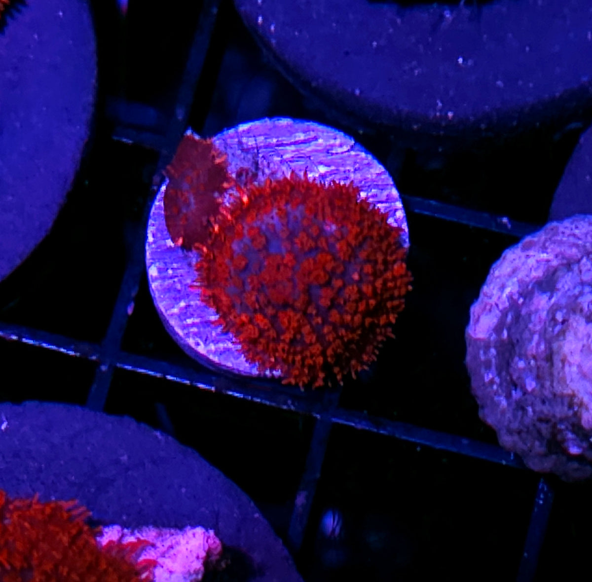 EXTREMELY RARE Vampire Gumdrop Mushrooms