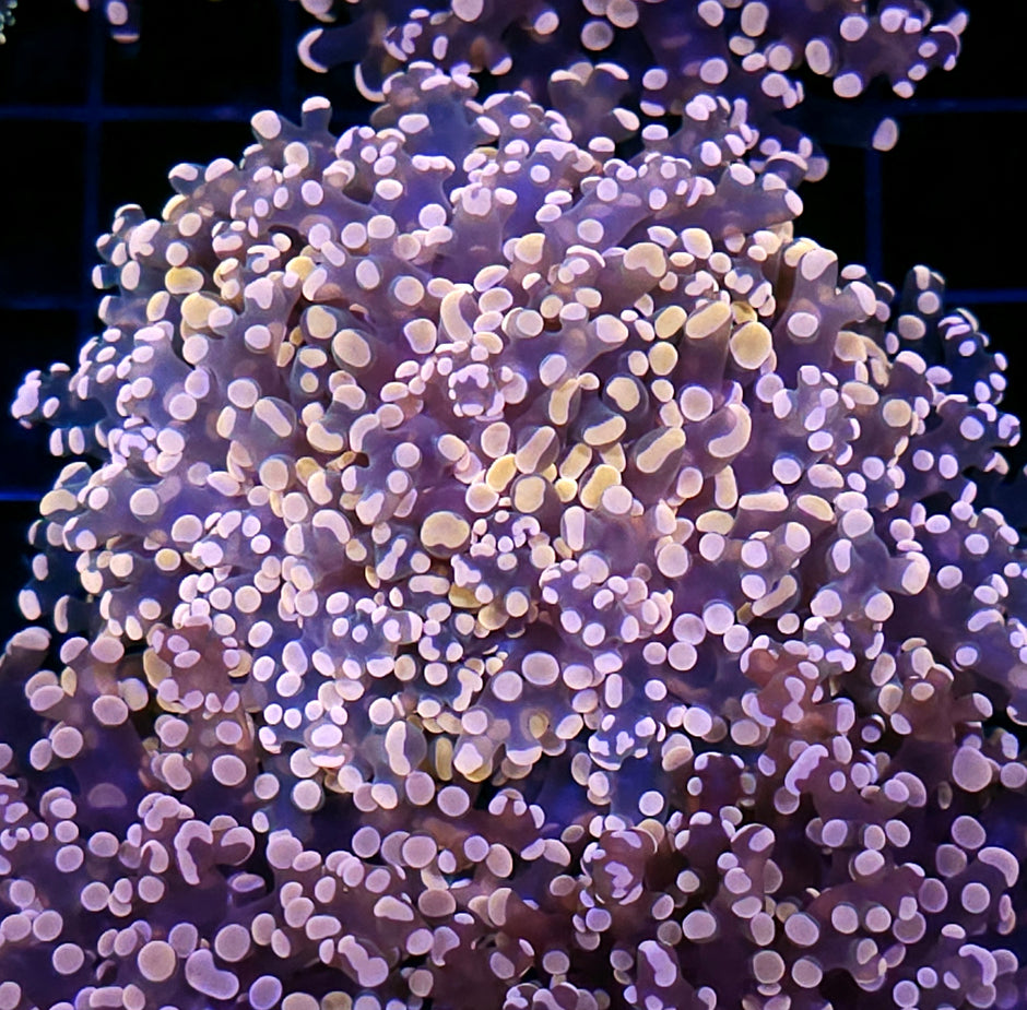 Orange Frogspawn