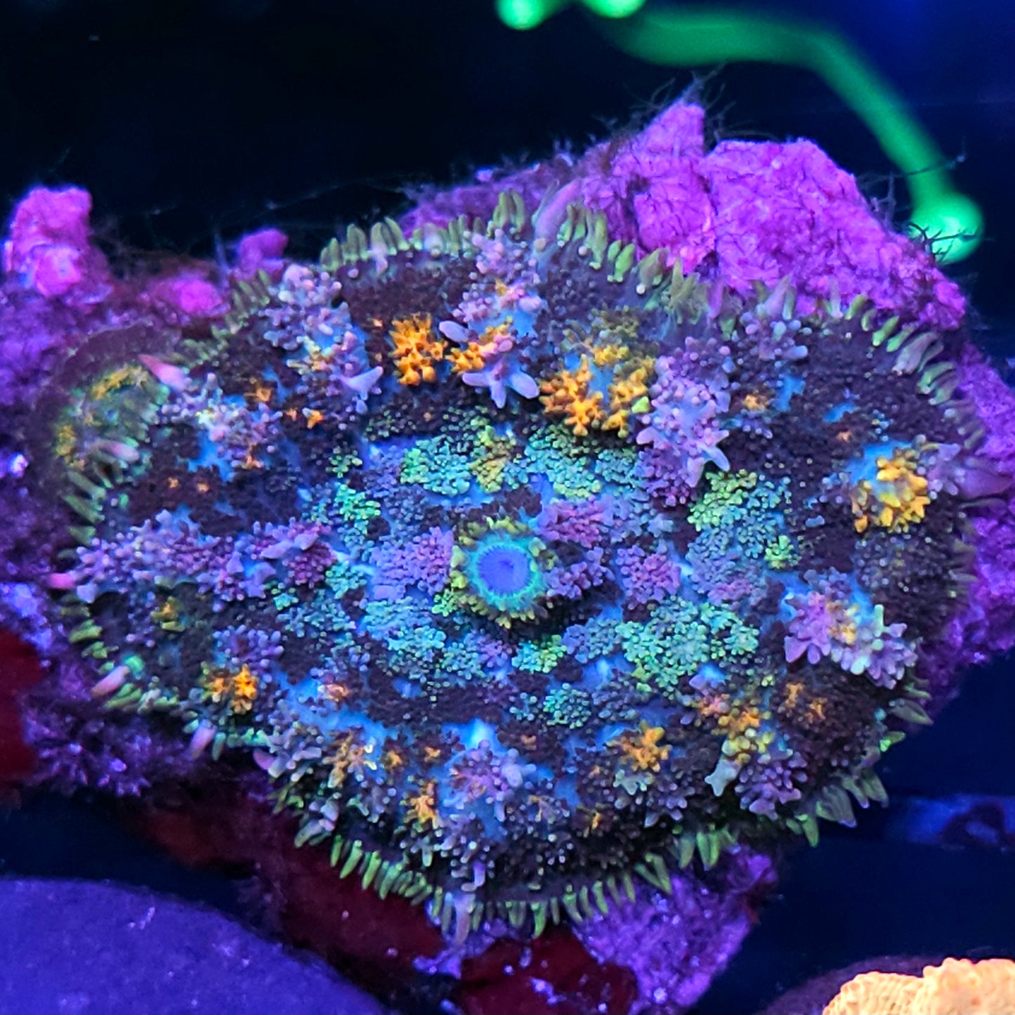 HF Fruity Pebbles Taiwan Bounce Mushroom