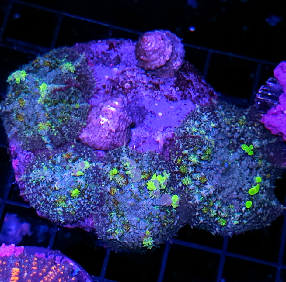 ☣️😍Biohazard Bounce Mushroom Mother Colony ☣️😍