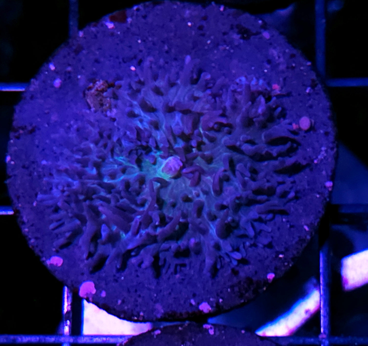Blue Fluffy Mushroom