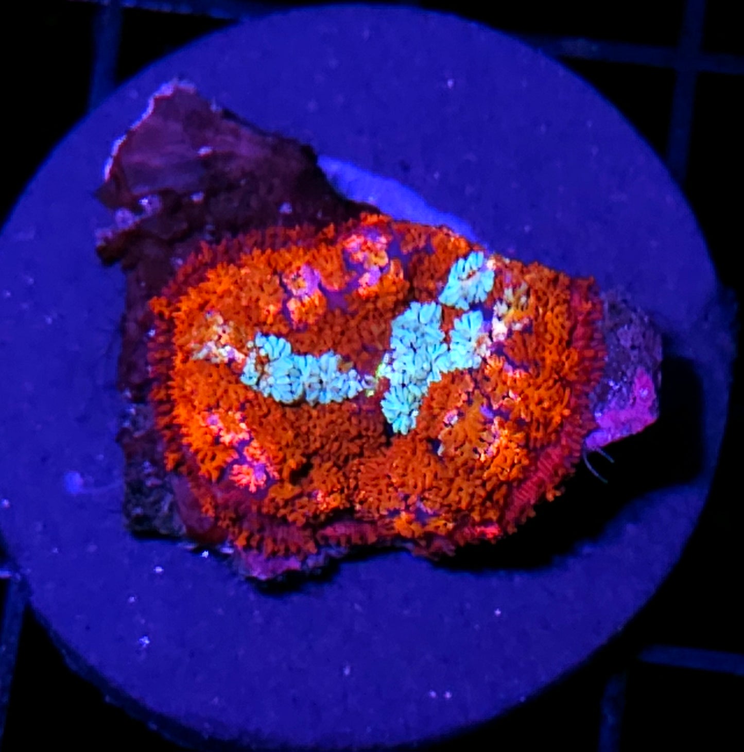 Annihilation Pom Pom Mushroom RARE
