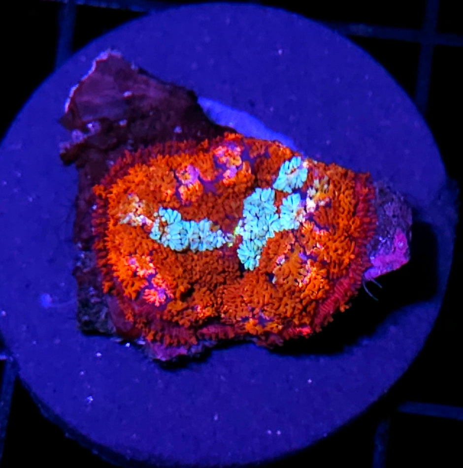 Annihilation Pom Pom Mushroom RARE