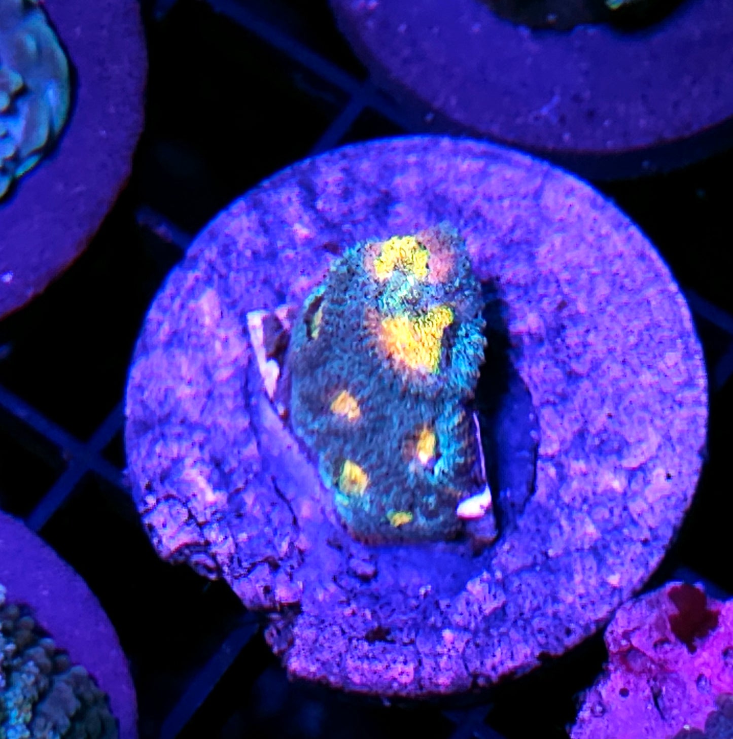 HF Helios Favia