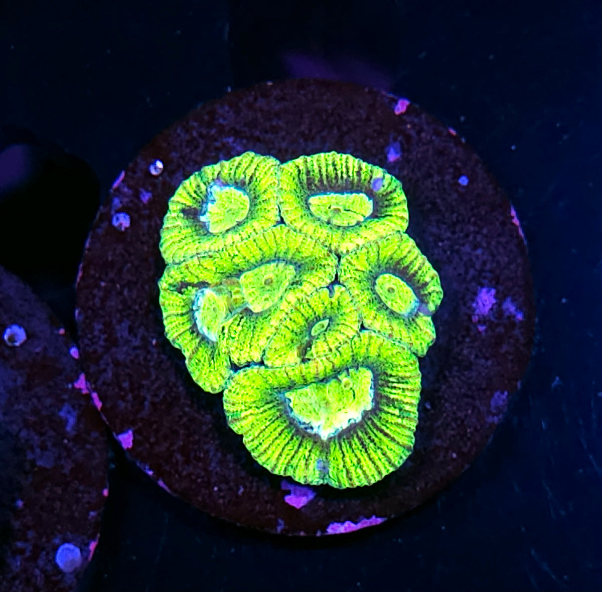 Highlighter Micro Favia