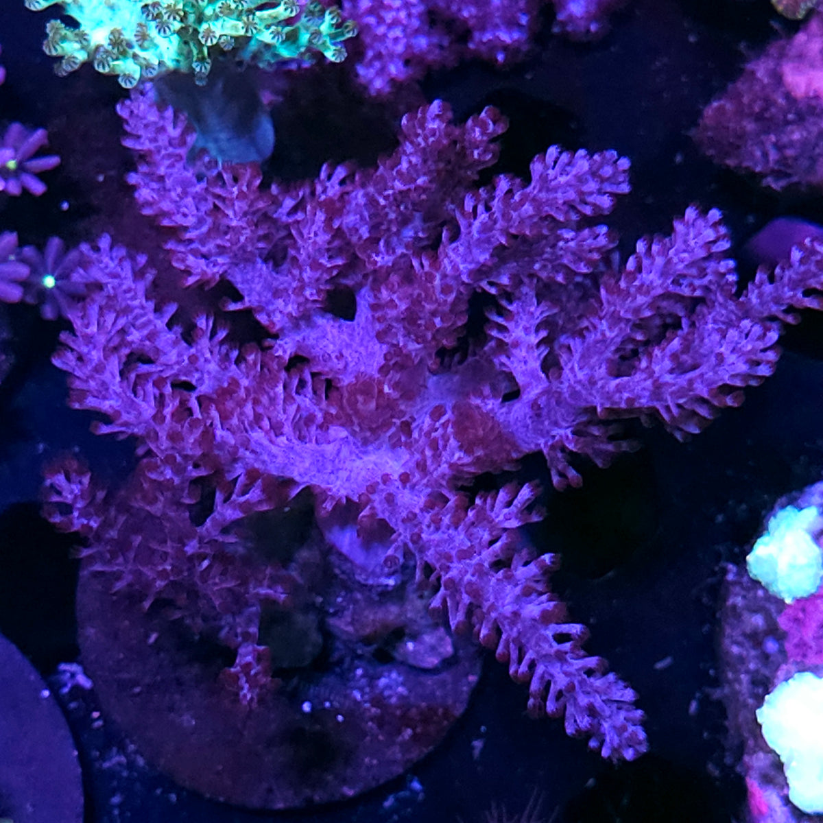 Purple Kenya Tree
