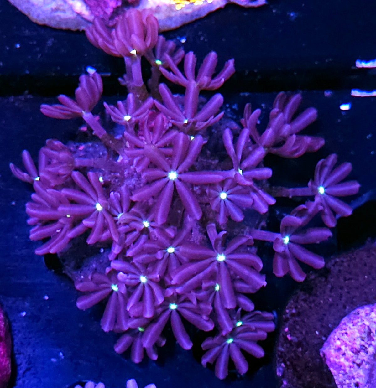 Daisy Polyps