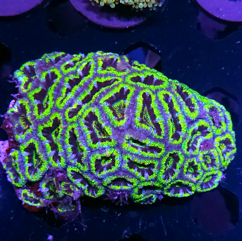 Wrath of the Titans Acan Colony