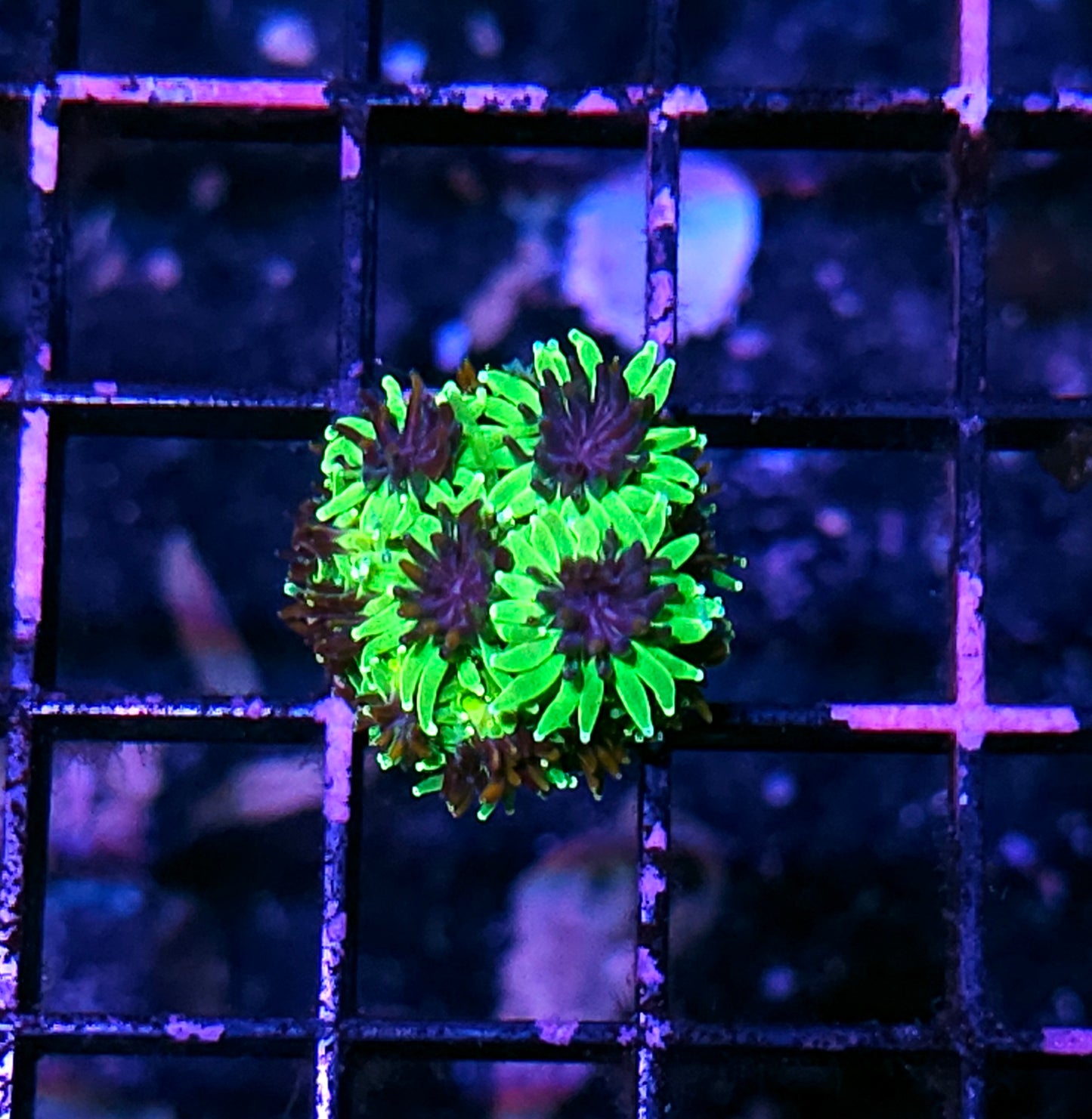 HF Slimeball Galaxia