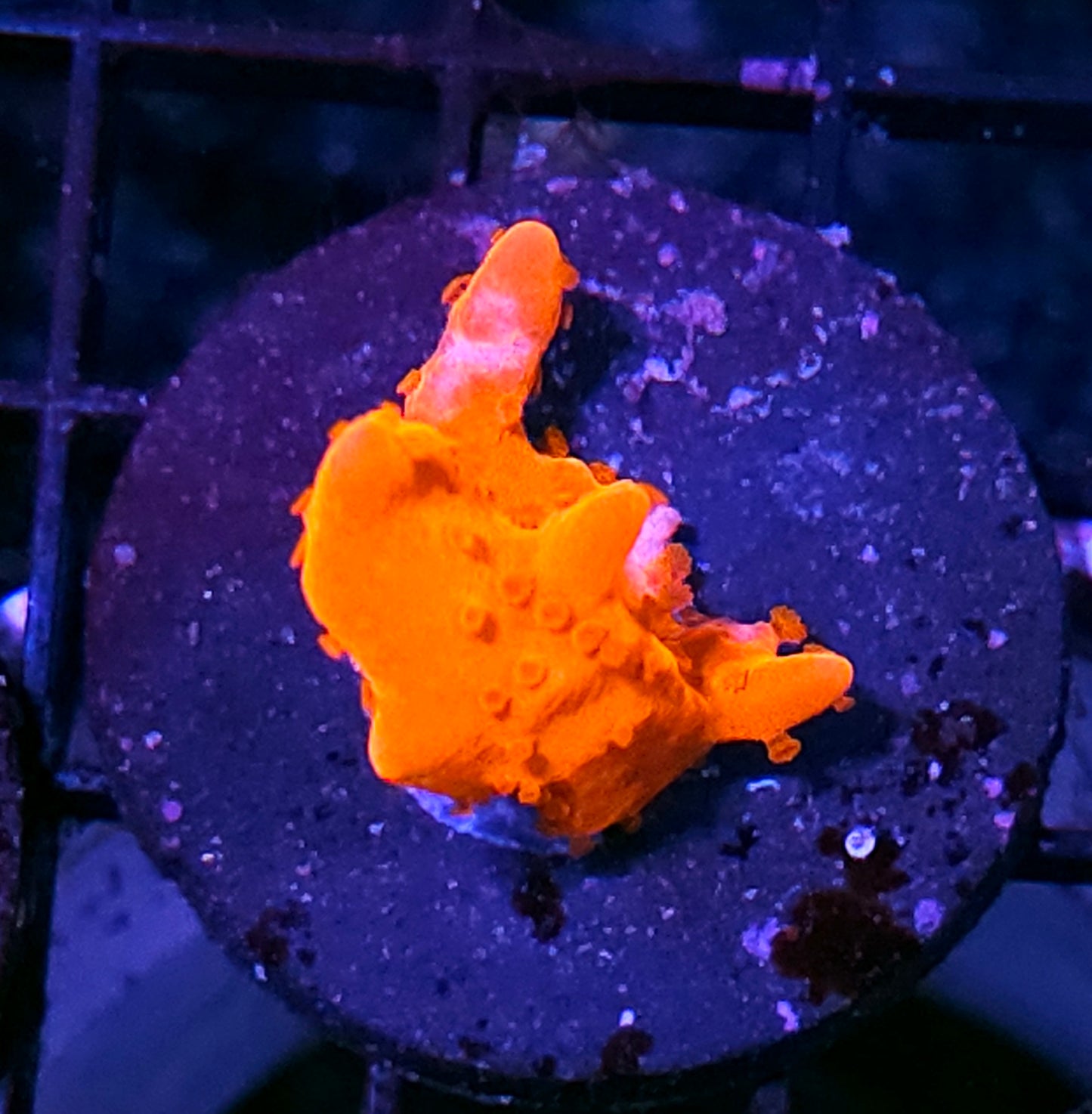 WWC Montipora Setosa