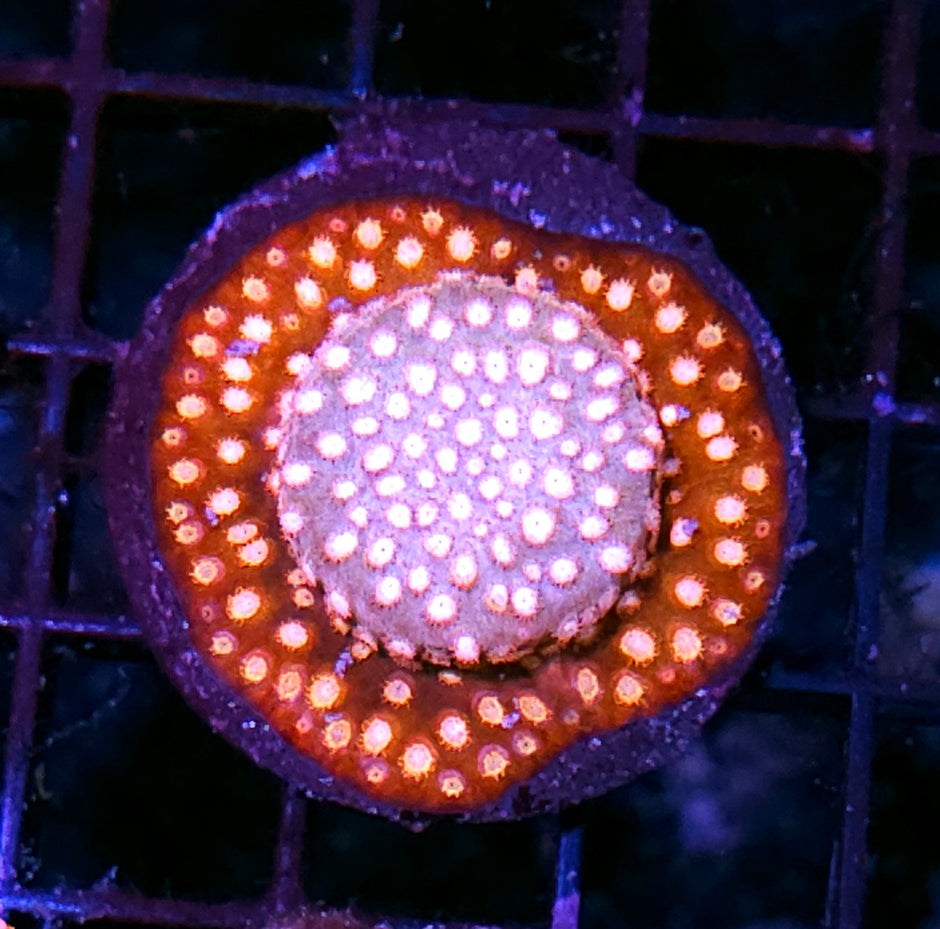 Love Spell Cyphastrea