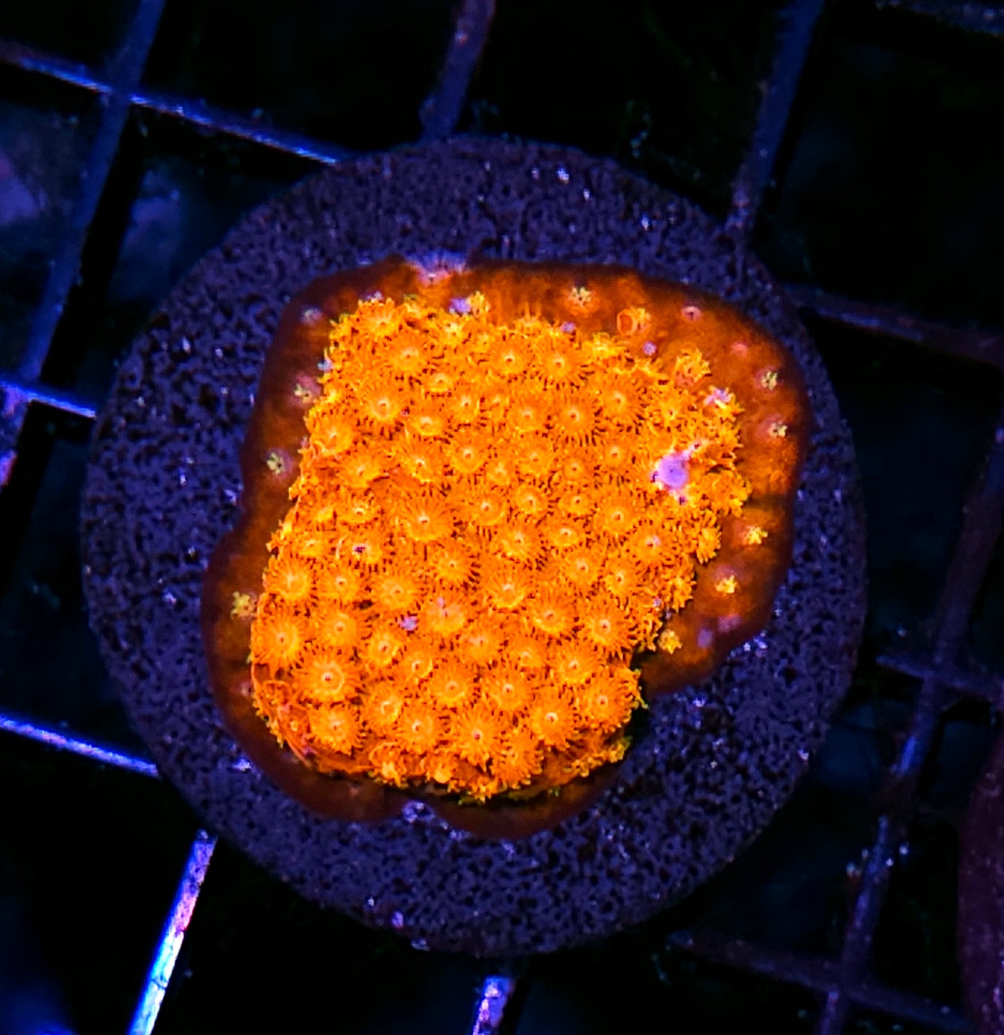 Burning Enigma Cyphastrea
