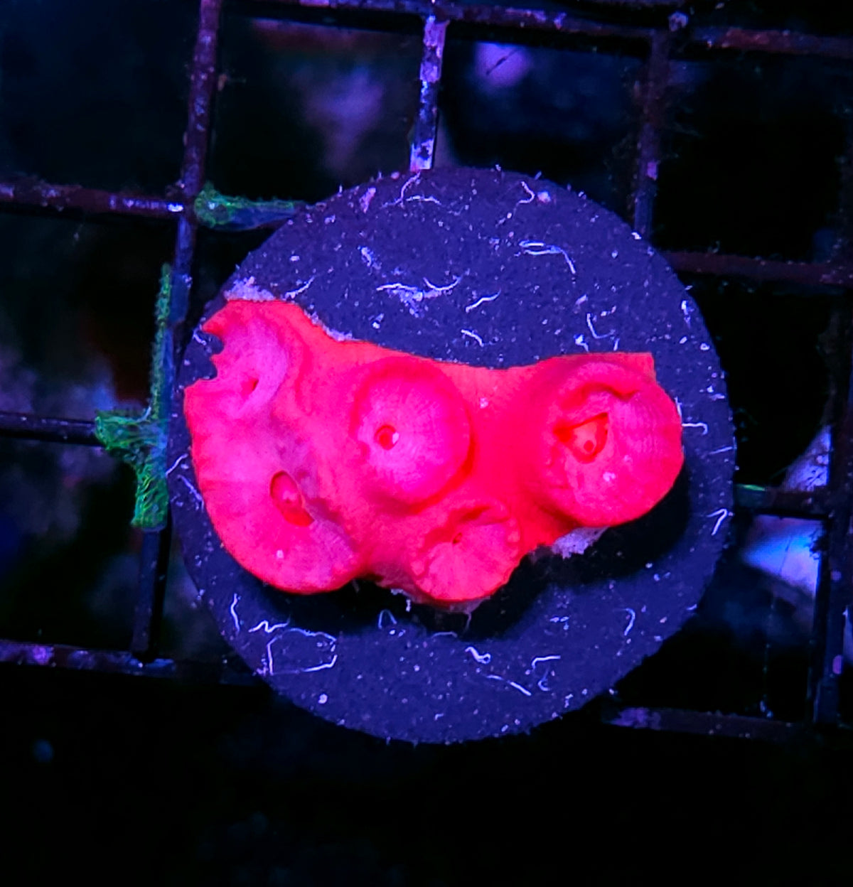 Sun Coral