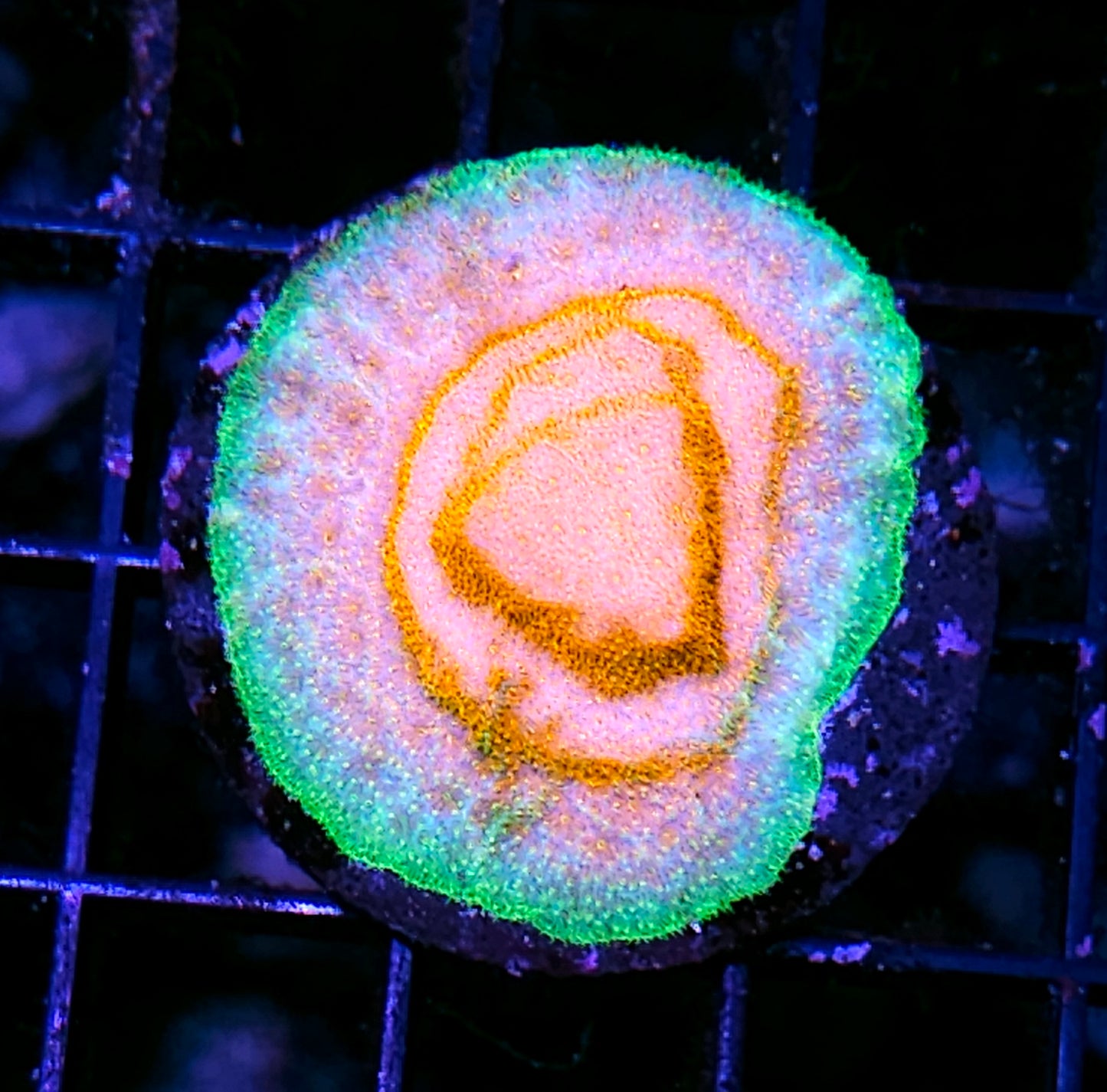 Watermelon Psammacora