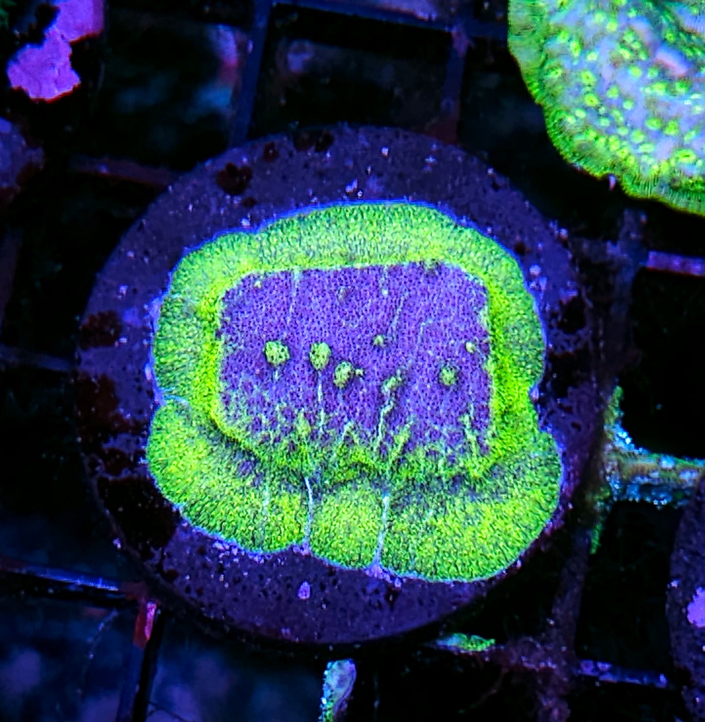 HF Stargate Leptosersis
