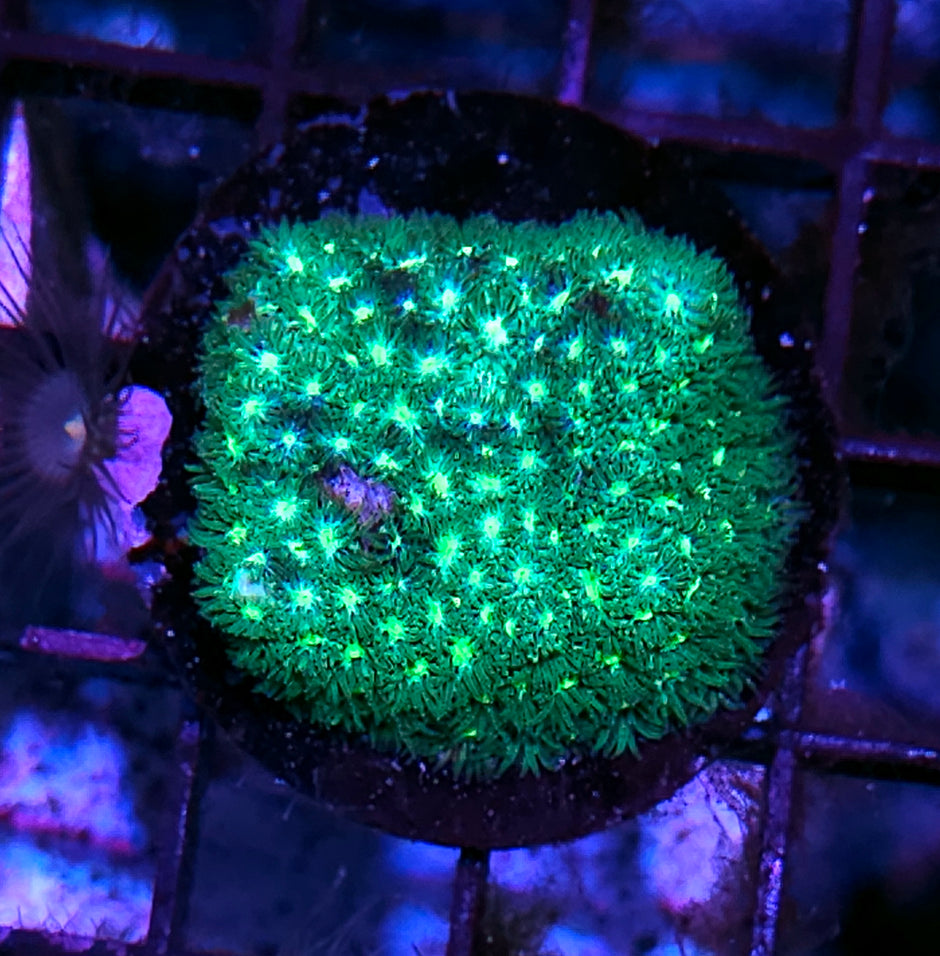Livewire Leptastrea