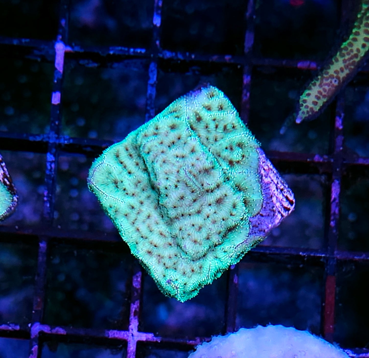Mint Chocolate Chip Leptosersis