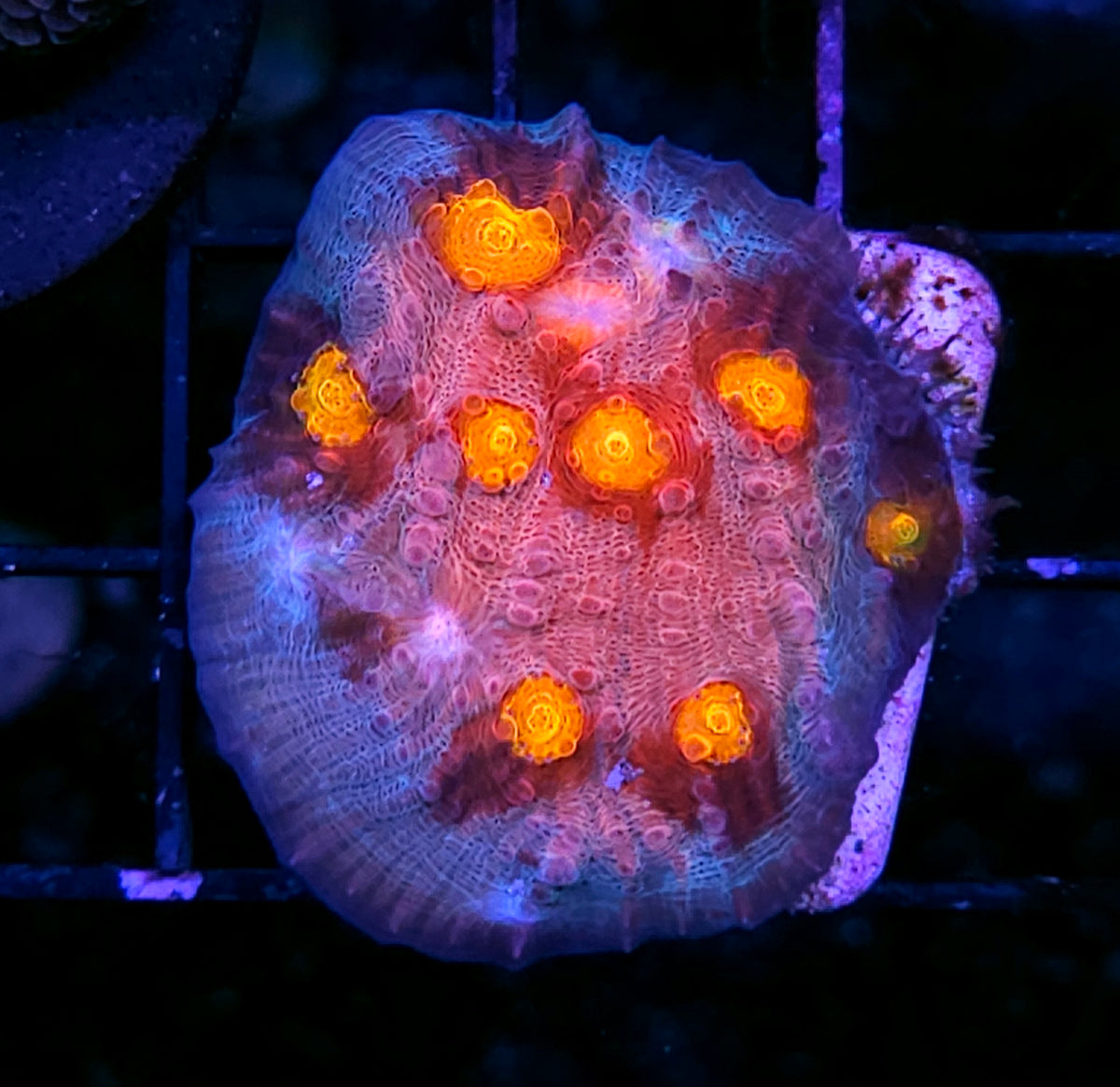 DR Biohazard Chalice Colony INSANE