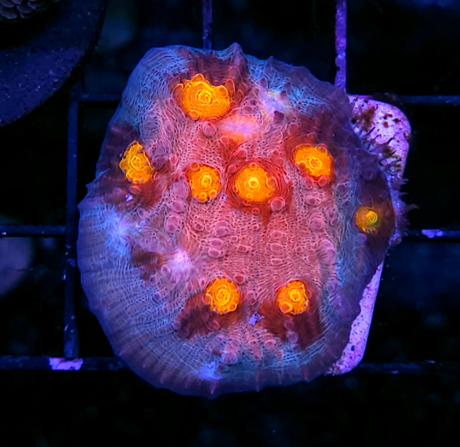 DR Biohazard Chalice Colony INSANE