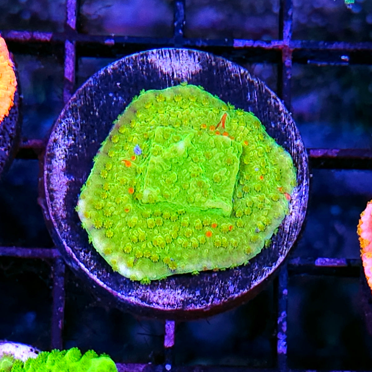 Splash Grafted Montipora