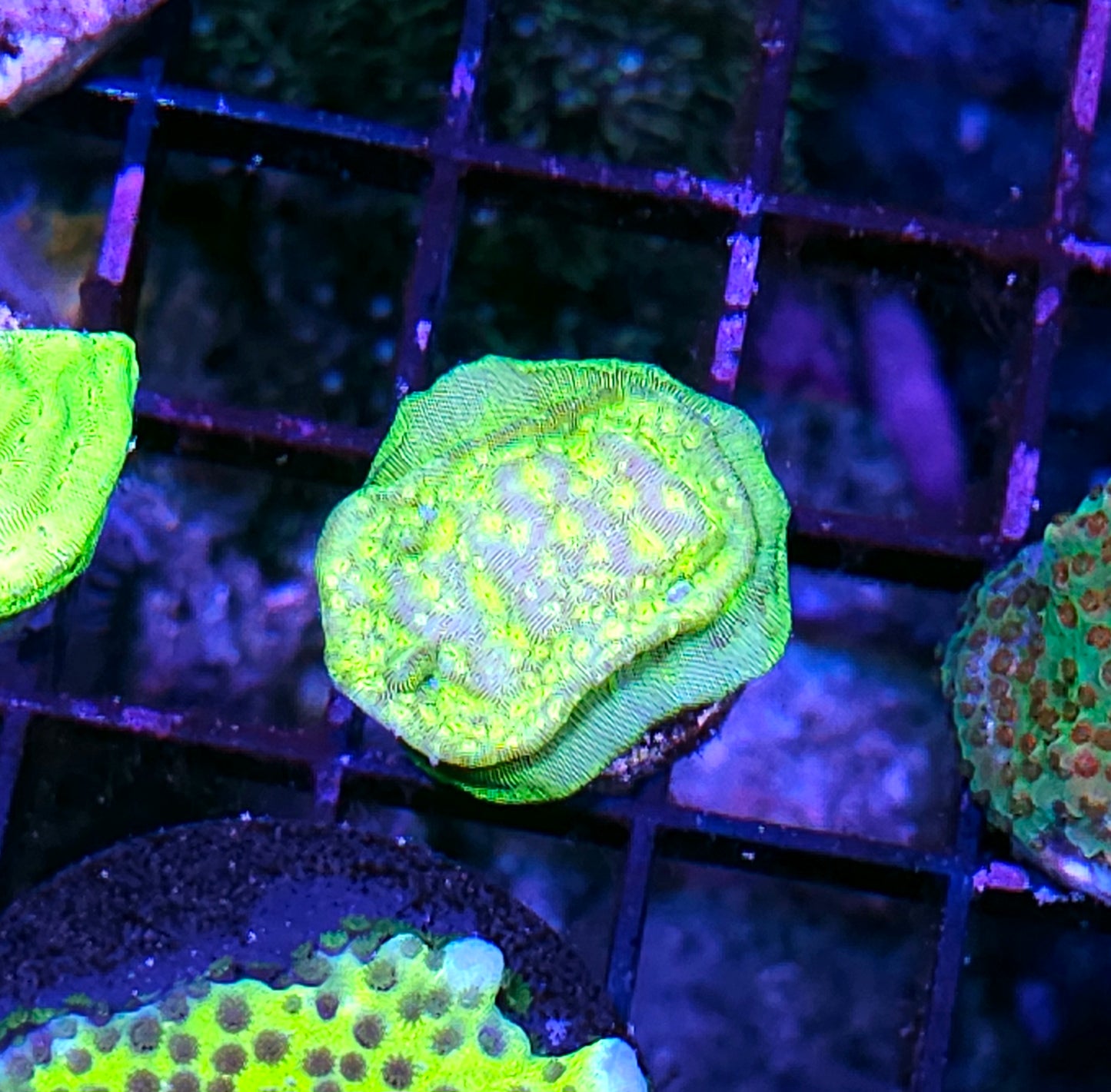 ECC Kiwi Fusion Leptosersis