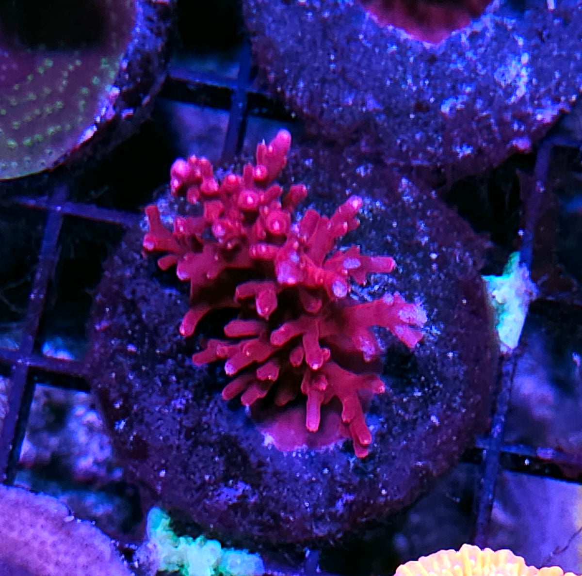 Red Dragon Acropora Echinata