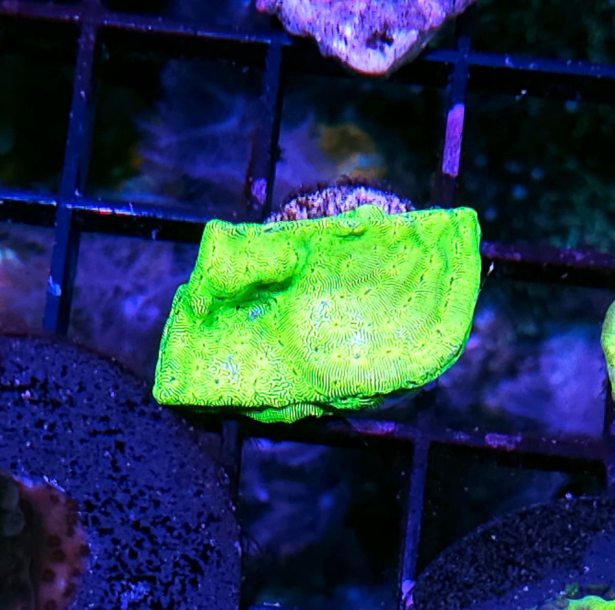 ECC Kiwi Fusion Leptosersis