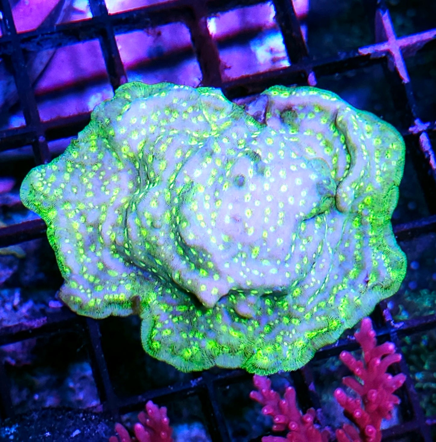 Acid Rain Leptosersis Colony