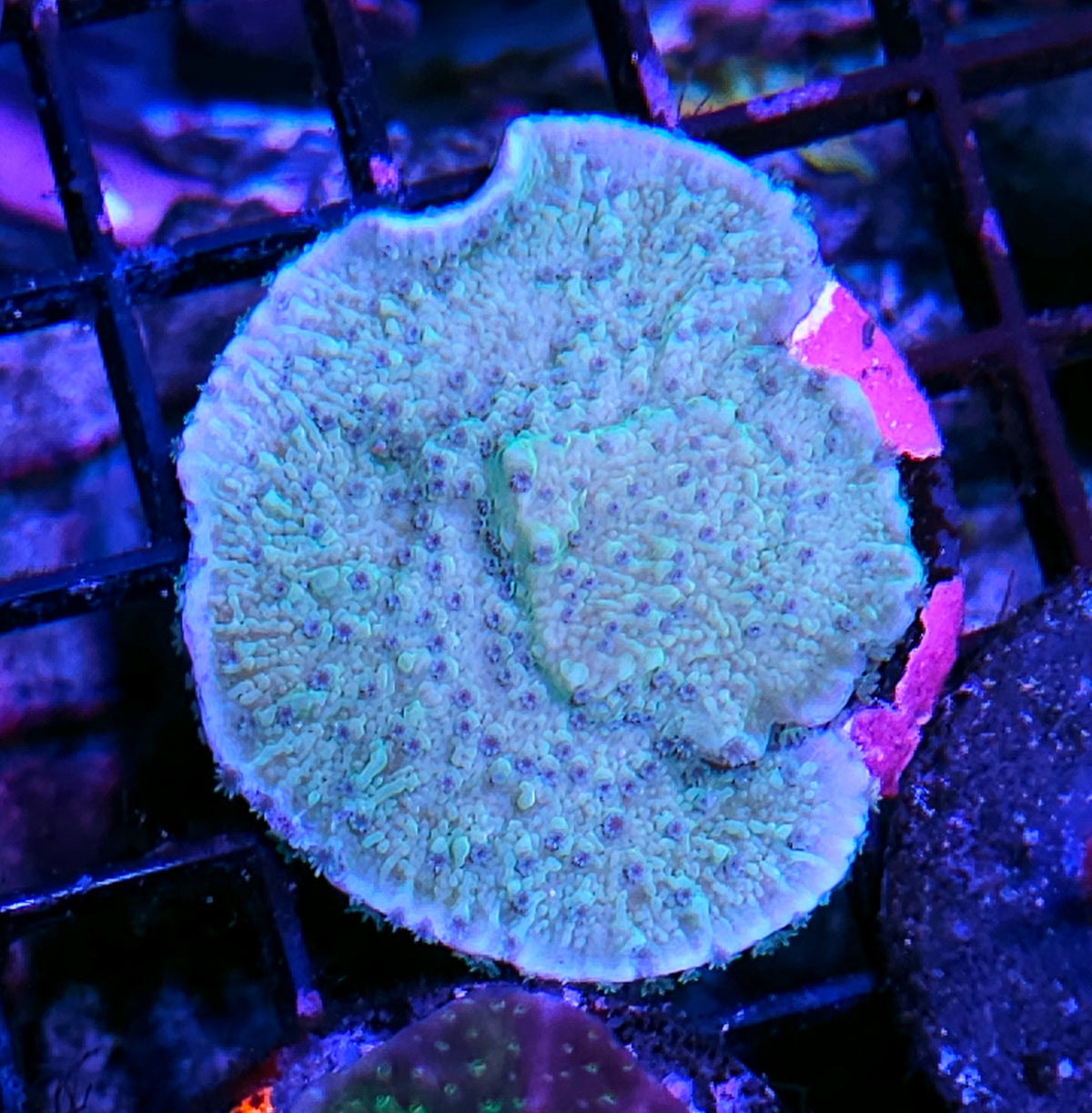 Sour Berry Montipora