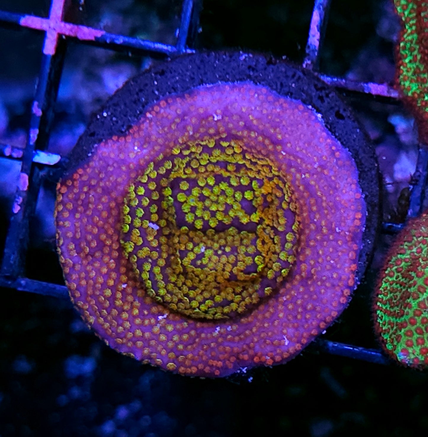 Chaos Rainbow Montipora