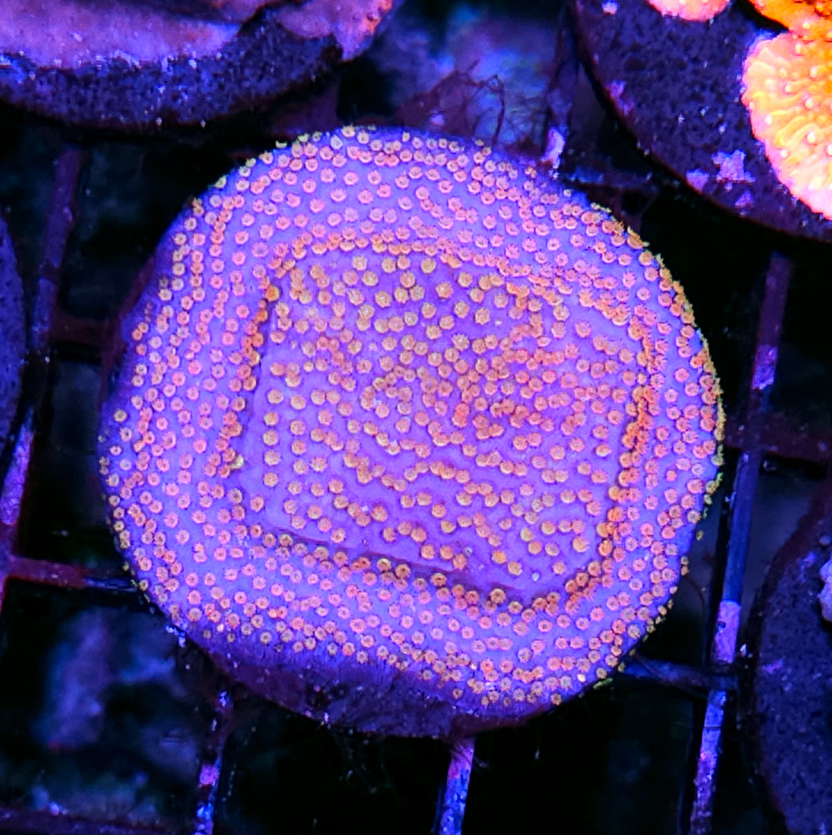 Ghost Rainbows Montipora