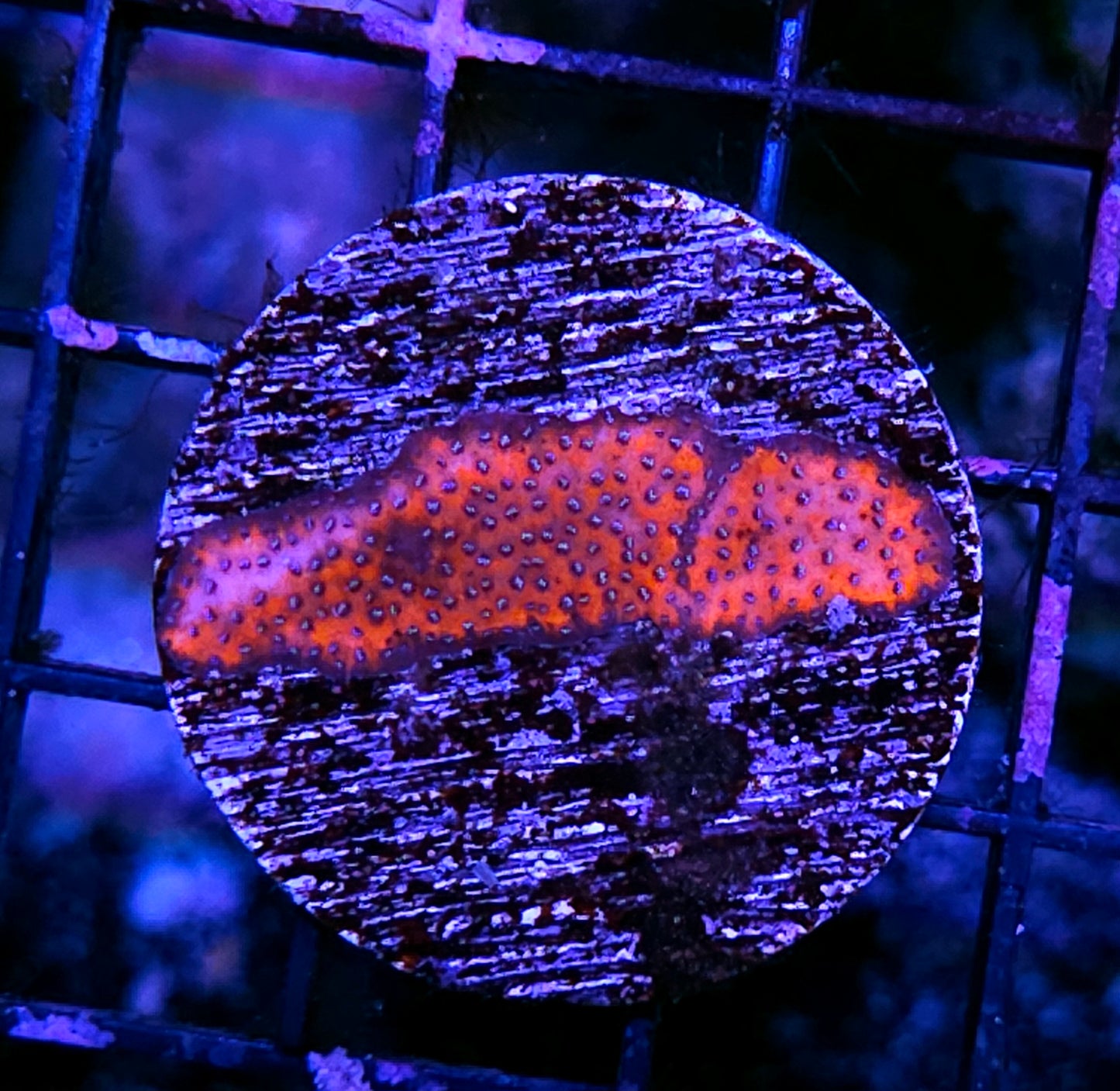 Mystic Sunset Montipora