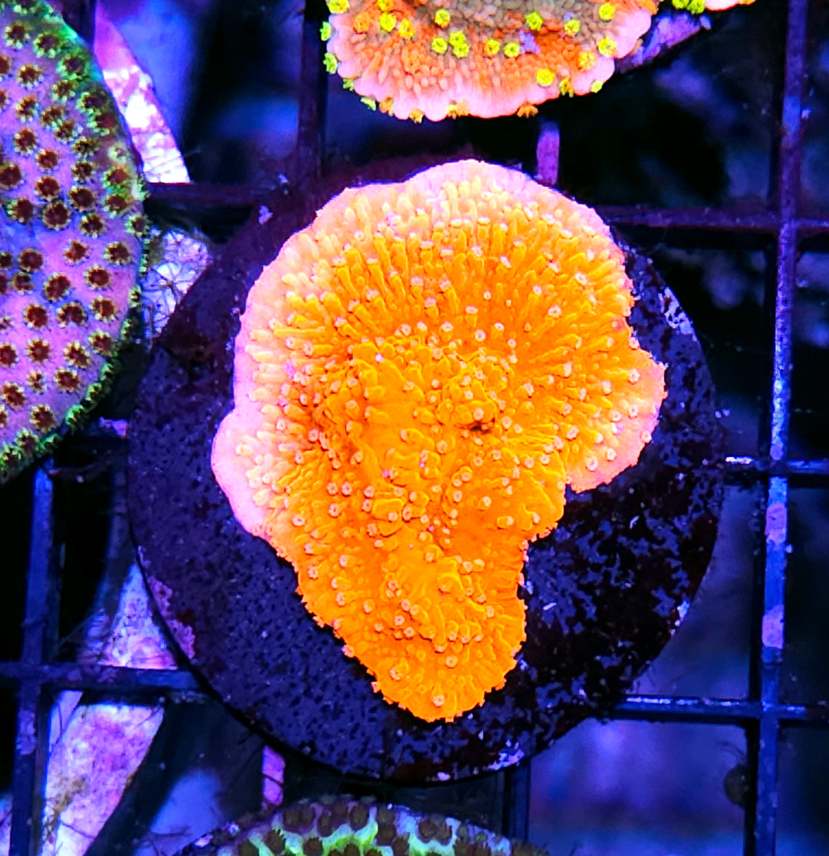 Citrus Acid Montipora