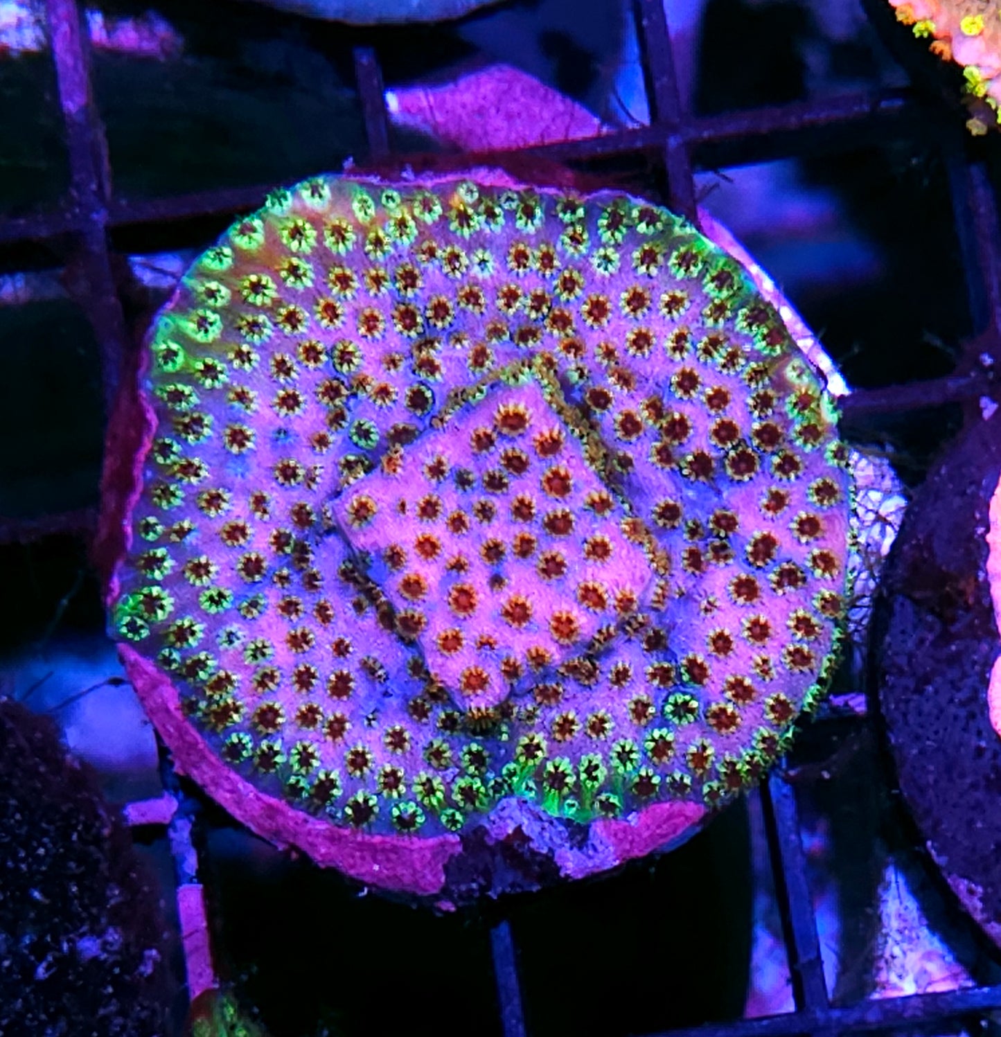 WWC Rainbow Skittles Cyphastrea