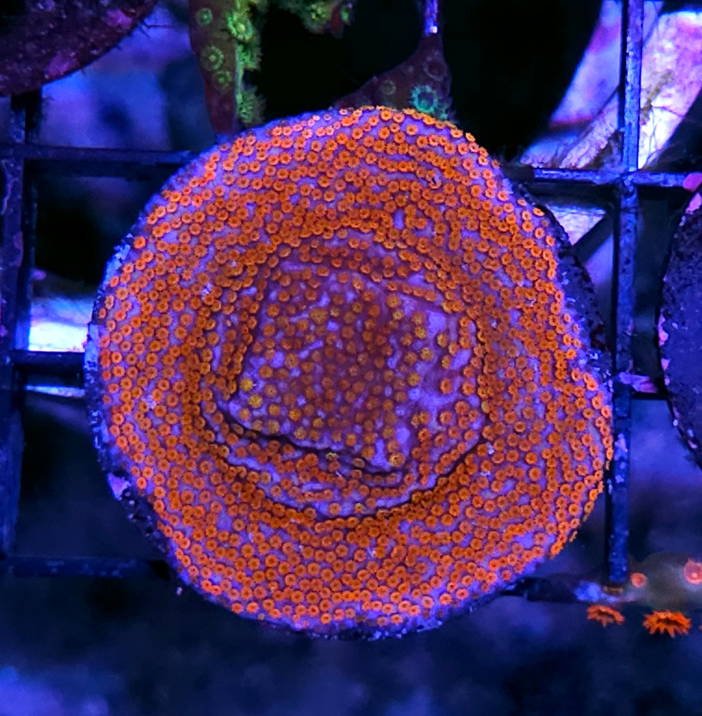 Firefox Montipora