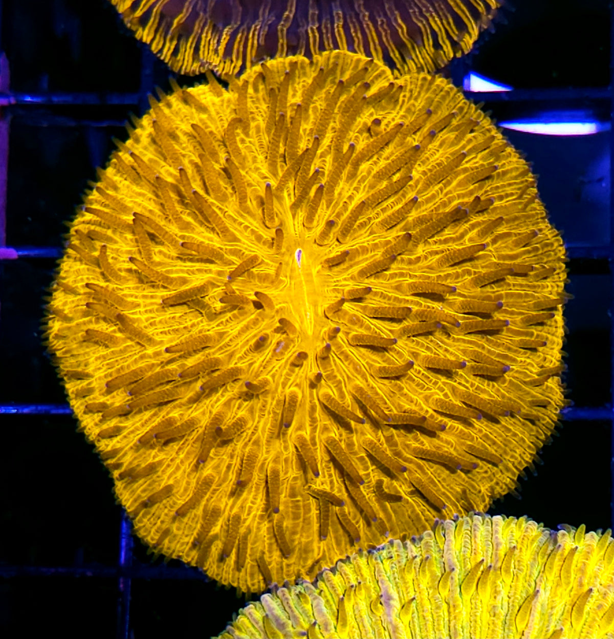 Super Gold Fungia Plate