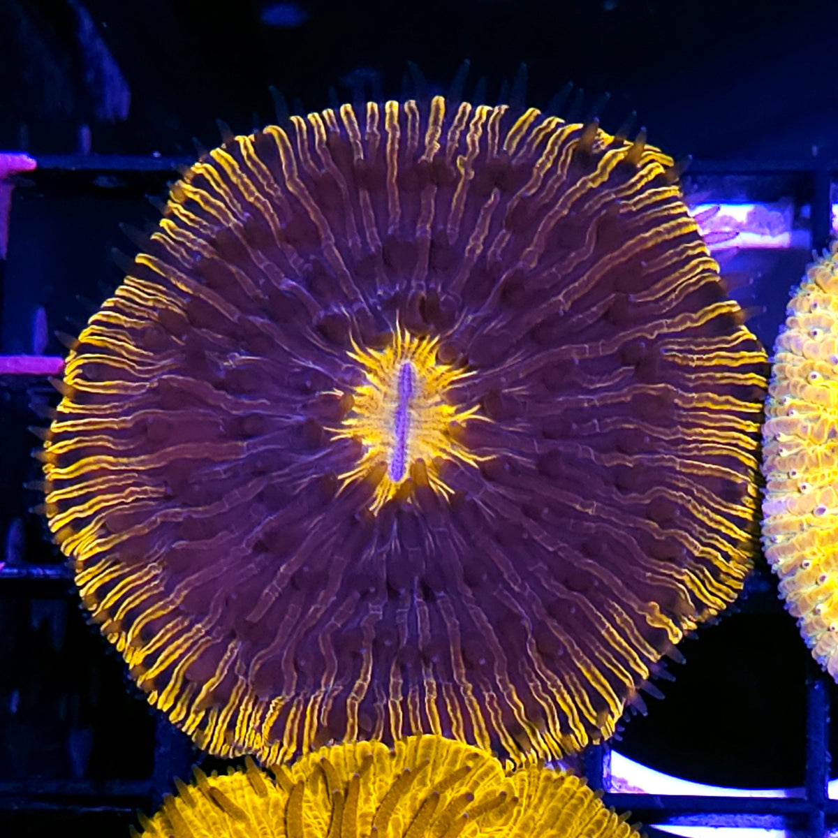 Special Rimmed Fungia Plate
