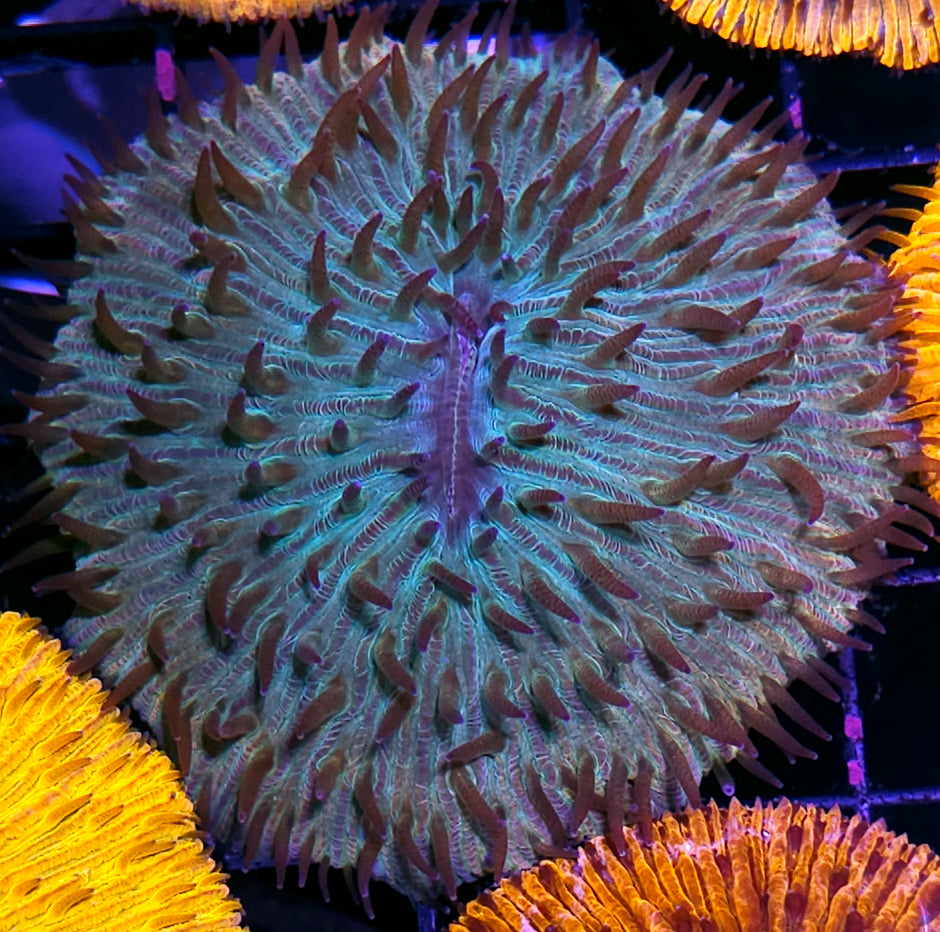 Rainbow Fungia Plate