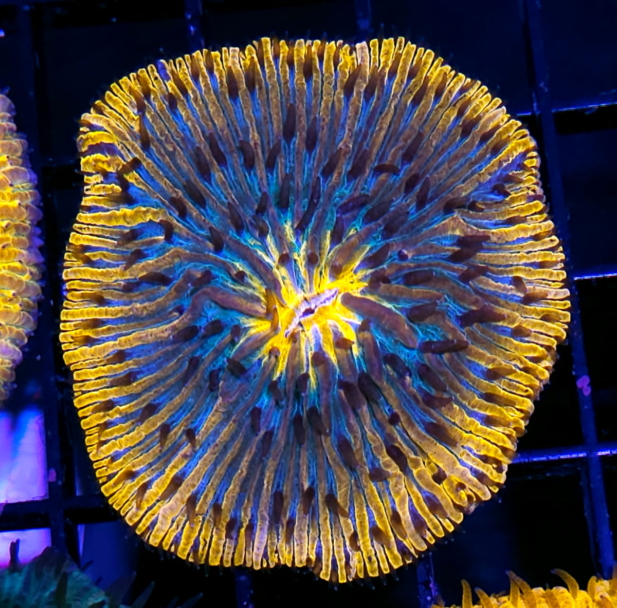 Rainbow Fungia Plate