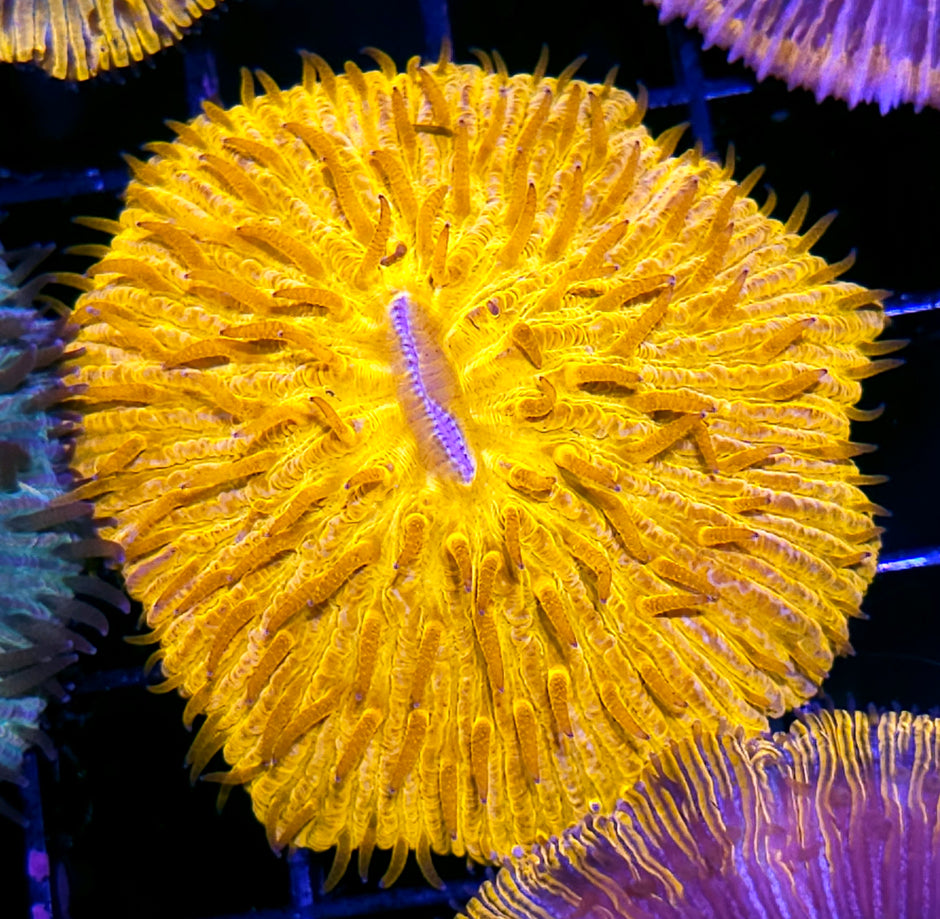 Super Gold Fungia Plate