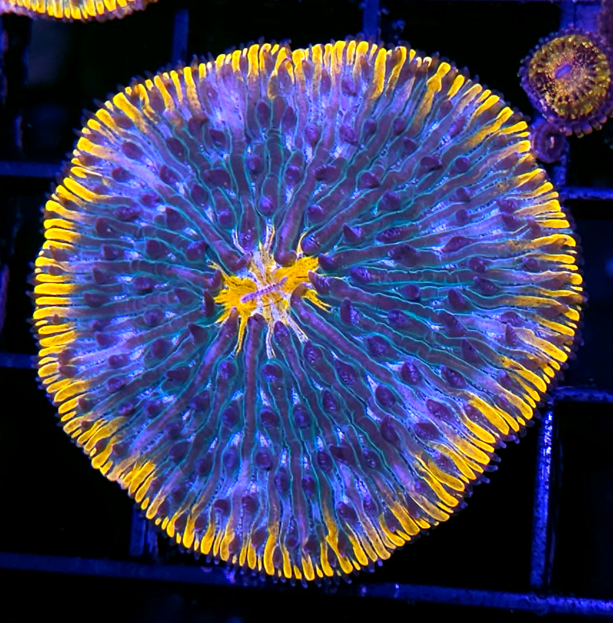 Special Orange Fungia Plate