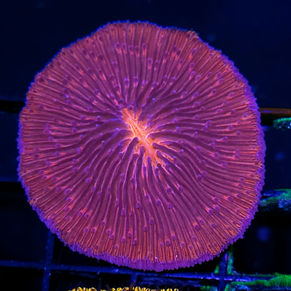 Blood Zoas Fungia Plate