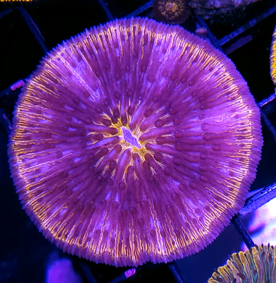 Special Rimmed Fungia Plate