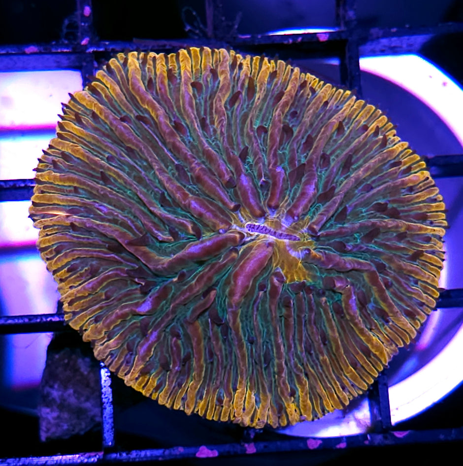 Special Rainbow Fungia Plate