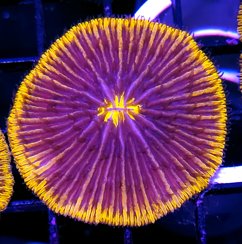 Special Rimmed Fungia Plate